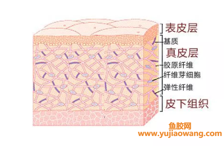 (鱼胶 桃胶 知乎)鱼翅、花胶、桃胶，到底能不能补充胶原蛋白_