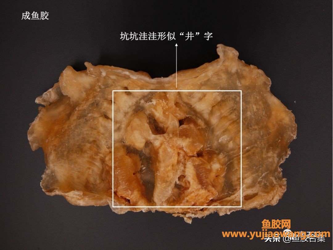 (大黄鱼的鱼胶是啥样)查阅133本医家典籍，跨越千年告诉你哪种鱼胶药用