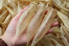 花胶莲子百合排骨汤(什么是鱼胶？鱼胶有什么营养价值，又有什
