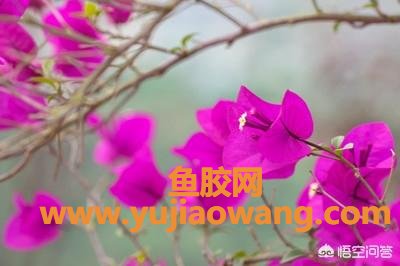 花胶有虫子怎么办 花胶有虫怎么处理