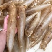 猴头菇炖花胶图片大全 花胶炖猴头菇的做法