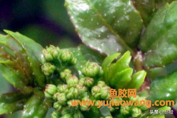 花胶叶怎么吃 花胶吃用方法