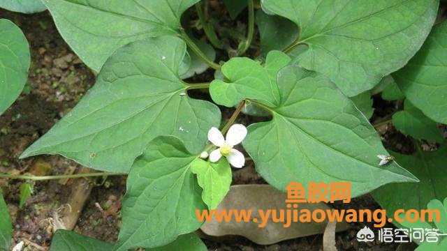 鱼腥草的功效与作用及食用方法 鱼腥草的功效与作用吃法