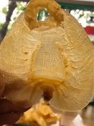 怀孕吃燕窝 花胶 海参 孕期要吃燕窝海参花胶之类的吗