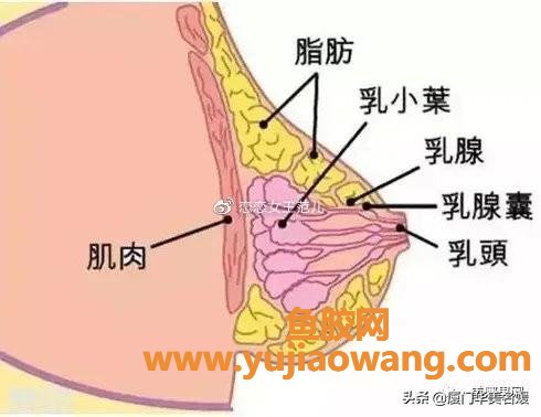 自身脂肪隆胸 自身脂肪隆胸术