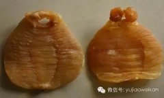 胶原蛋白饮用最佳时间条件 胶原蛋白饮用最佳时间条件是多少