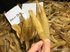 花胶是鱼泡还是鱼肚子 花胶是鱼肚子里的鱼泡吗