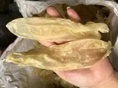 花胶与鱼鳔胶什么分别 花胶和鱼鳔胶的区别