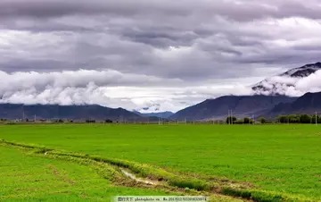 百草枯肺部纤维化图片 百草枯肺部纤维化照片