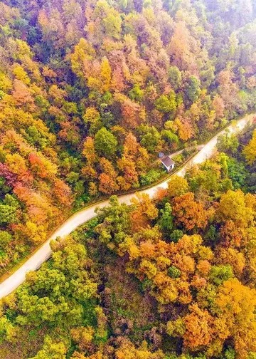 毛发怎样种植 毛发怎样种植好