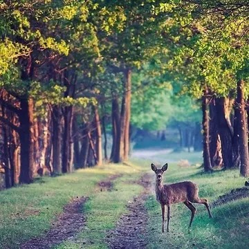 清肠排毒方法 清肠排毒方法最好的方法