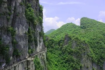 母猪半夏 