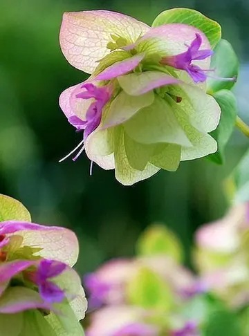 玫瑰花茶能泡几次 玫瑰花茶能泡几次茶